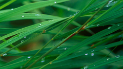Dew grass water drops