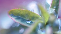 Dew leaves Plants nature