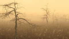 Dew morning Florida national park