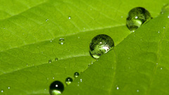 Dew nature Green leaves
