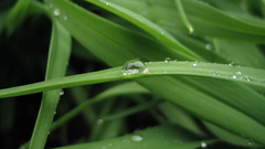 Dew on Green Plant
