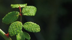 Dew Plants water drops depth of field