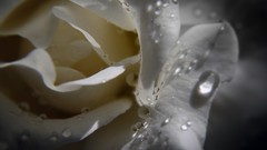 Dew roses close-up