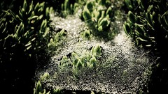 Dew spider webs
