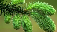Dew spruce