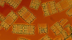 Diatoms national geographic
