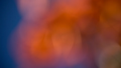 Die high say never Resolution