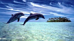 digital art Animals dolphin Island Sea clouds Mammals
