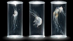 digital art black background Science Simple Background cgi