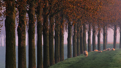 Digital stock collection vision