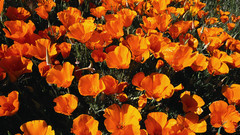 Digital stock collection vision