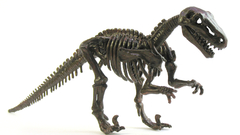 Dinosaur skeleton high Animals