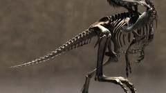 Dinosaurs Bones
