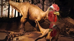 Dinosaurs Chickens