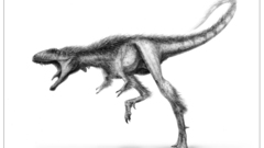 Dinosaurs drawings raptorex