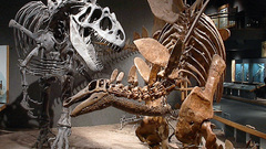 Dinosaurs skeletons fossil Stegosaurus
