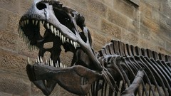 Dinosaurs skeletons Tyrannosaurus Rex