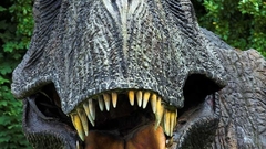 Dinosaurs Tyrannosaurus Rex