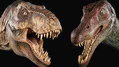 Dinosaurs Tyrannosaurus Rex Spinosaurus