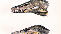 Dinosaurs Zdenek Burian Plesiosaurs