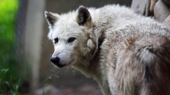 Dirty Animals predator Wolves