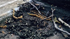 Dirty black gold Sticks close-up dirt