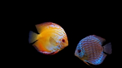 Discus