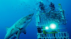 Diver Sharks diving cage great white shark)