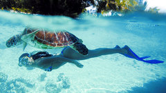 Diver turtles swimming sea