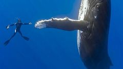 Diver Whales high five