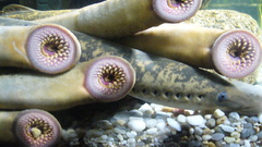 Diversas lampreas aquarium finisterrae