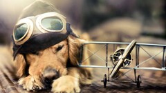 dog airplane miniatures pilot golden retrievers Animals goggles