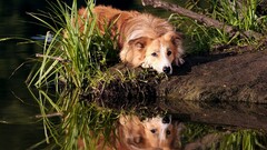 dog Animals reflection water Plants outdoors Mammals