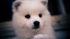 dog Animals Siberian Husky Puppies Mammals