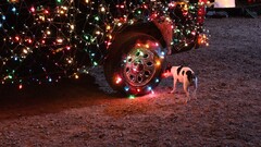 dog Car Christmas Lights Animals vehicle Christmas Mammals
