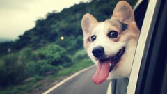 dog corgi Animals tongue out pet inside a car
