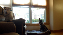 Dog Dogs animal pets