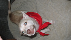 Dog Dogs animal pets