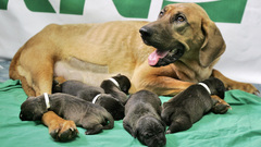 Dog Dogs puppy animal