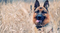 dog German shepherd Animals Mammals