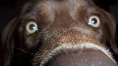 Dog pet Animals animal