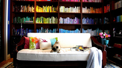 Dogs animal multicolor