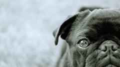 Dogs Animals animal pug