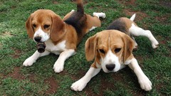 Dogs beagle