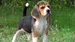 Dogs beagle