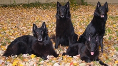 Dogs belgian shepherd dog