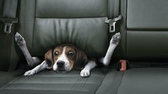Dogs BMW funny Funny animals car seat