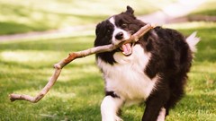 Dogs border collie pets