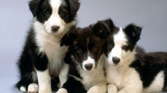 Dogs border collies