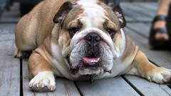 Dogs bulldog english bulldog
